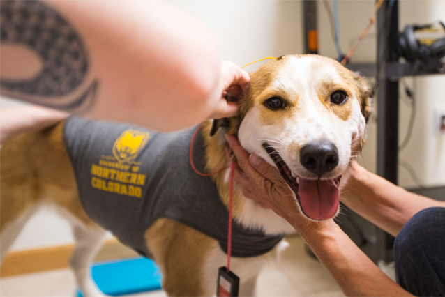 Photo of Dog in UNC Audiology Program